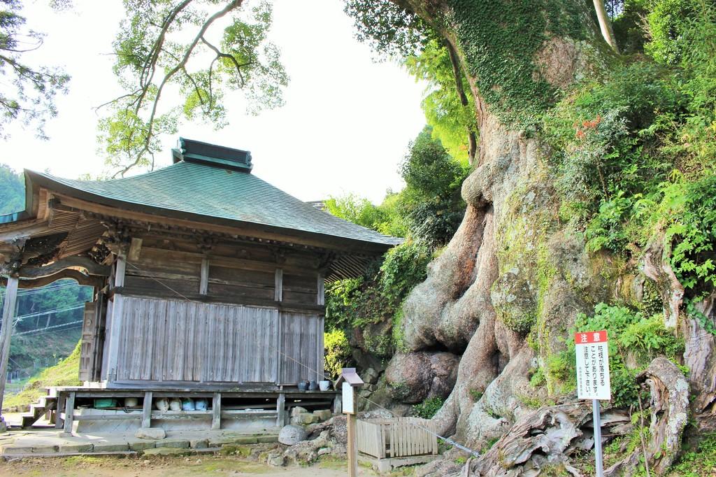 寺野の大楠