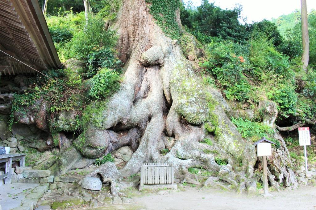 寺野の大楠