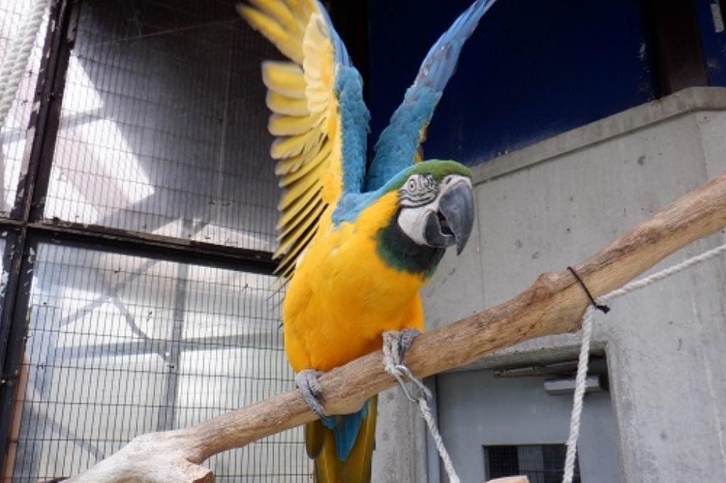 オウム・インコを知ろう！【東公園動物園】