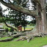 夏山の根上り杉