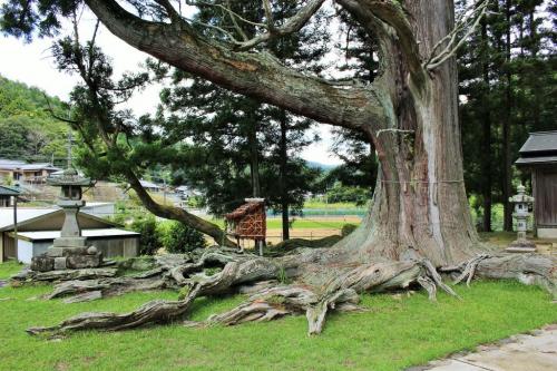 夏山の根上り杉