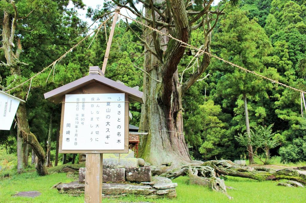 夏山の根上り杉