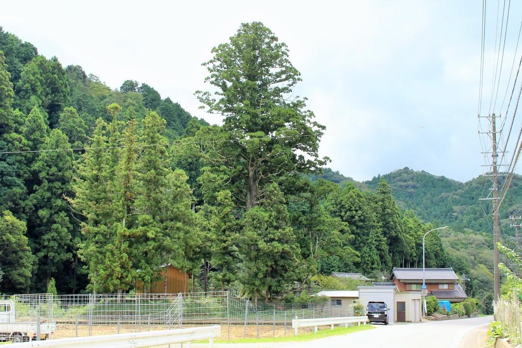 夏山の根上り杉