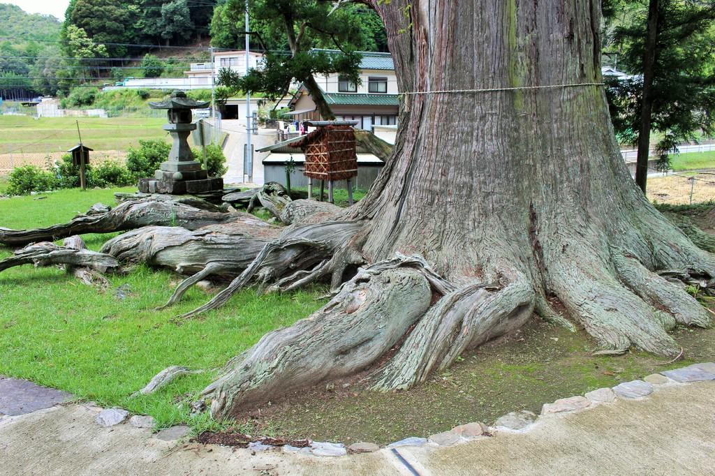 夏山の根上り杉