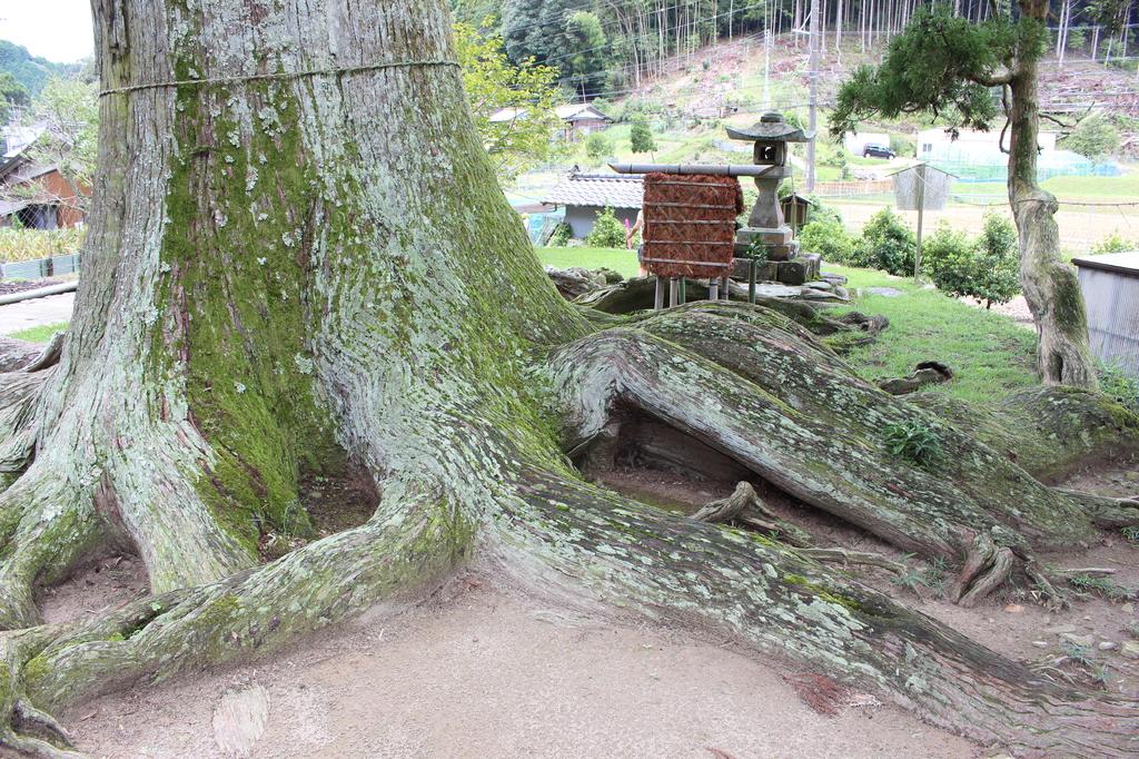 夏山の根上り杉