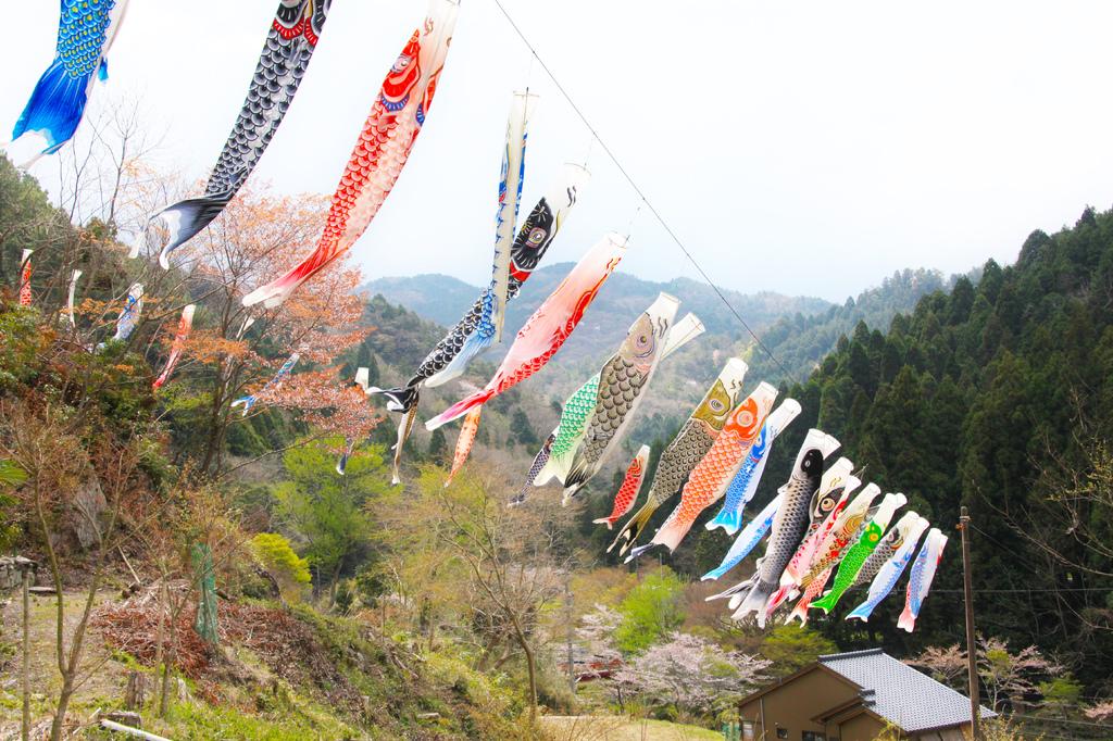 毎年恒例！春の「鯉のぼり」あげは壮観