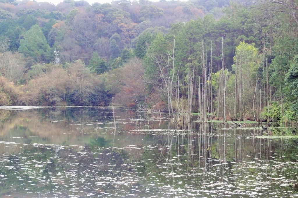 岡崎の大正池と呼ばれる幻想的な「小呂池」（おろいけ）はひそかな人気スポット