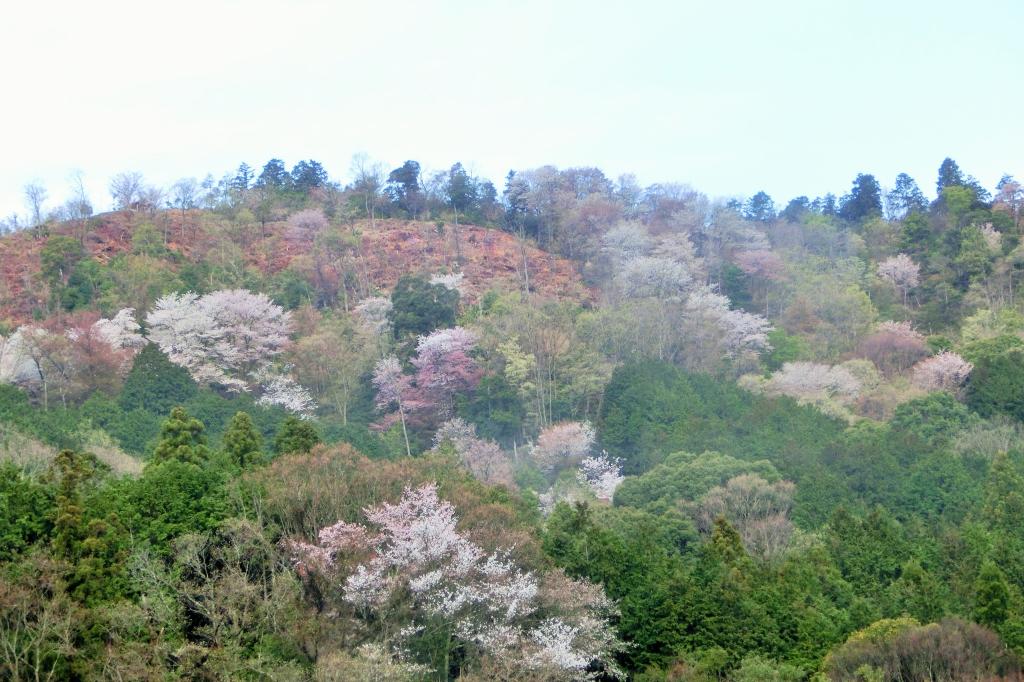 緑色にピンクが鮮やかに映えます。