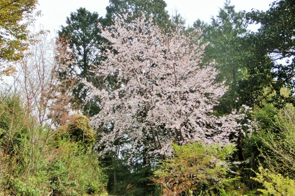 植樹されたサクラも順調に成長中です。