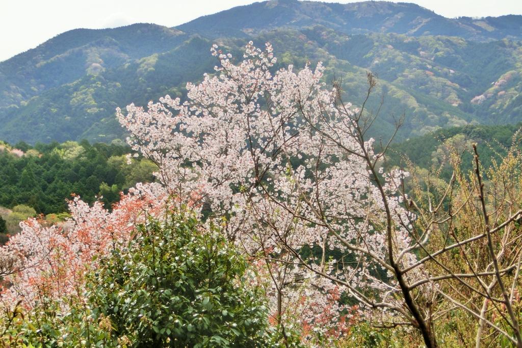 3月下旬が見頃のピークと予想されます