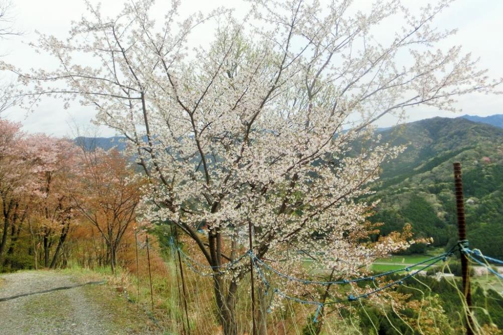 おおだの森の桜は、日本古来の「ヤマザクラ」です
