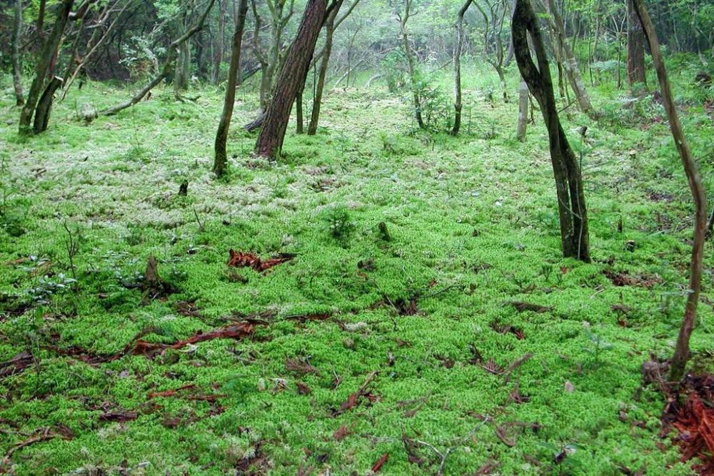 湿地を覆うオオミズゴケ