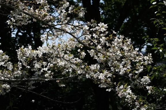 これが日本の桜、おおだの森の桜です
