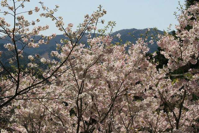 ヤマザクラは、花と一緒に葉芽が出ます