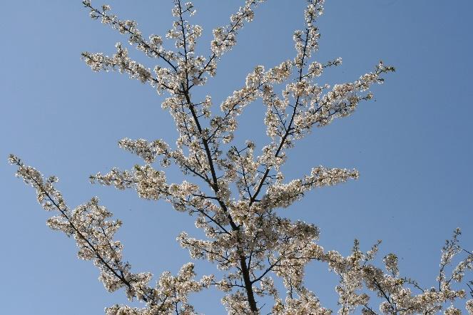 ヤマザクラの花が、青い空に映えています