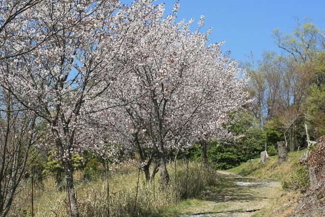 桜の並木道を見ながら山頂へ上がります