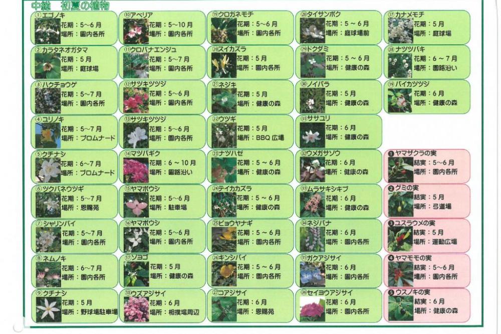 園内花ごよみマップ初夏　②