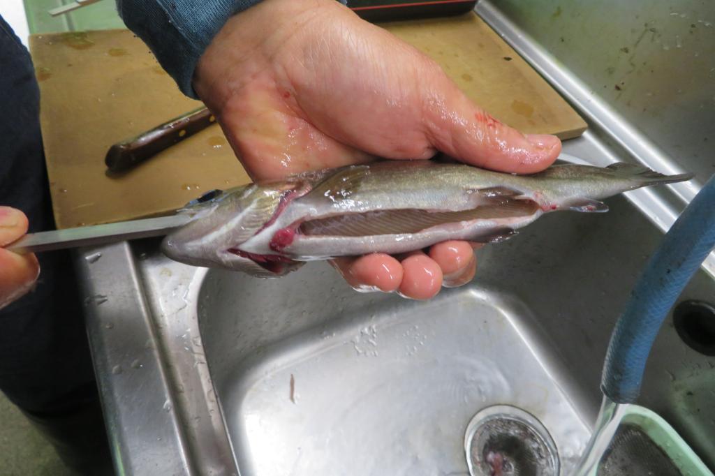 くらがり渓谷 マス釣り・マスつかみ