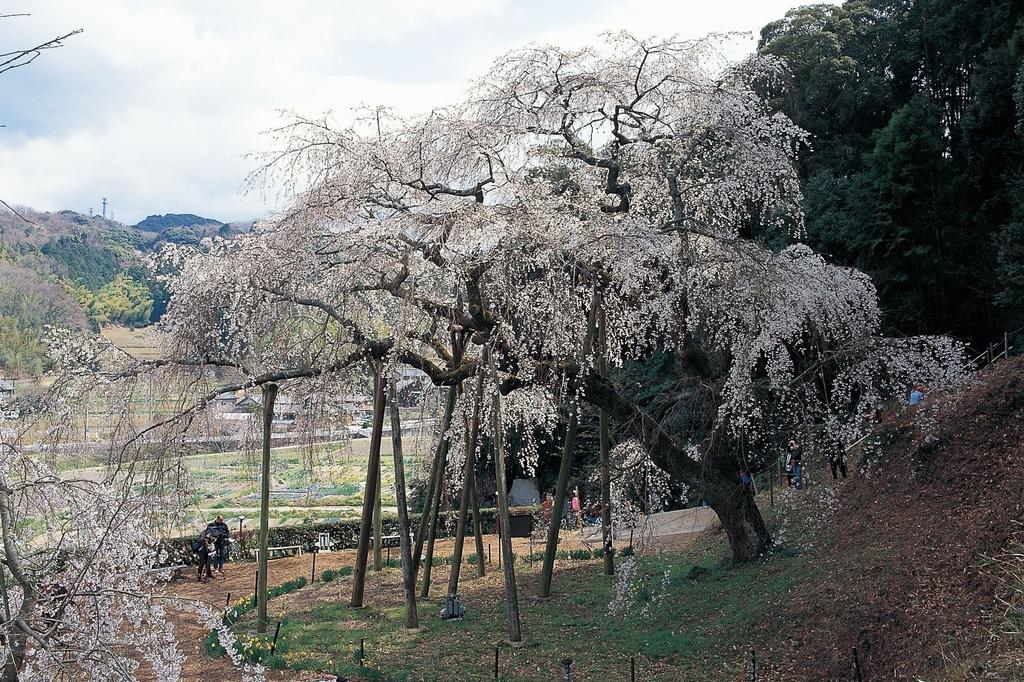 奥山田のしだれ桜 岡崎の観光スポット 岡崎おでかけナビ 岡崎市観光協会公式サイト