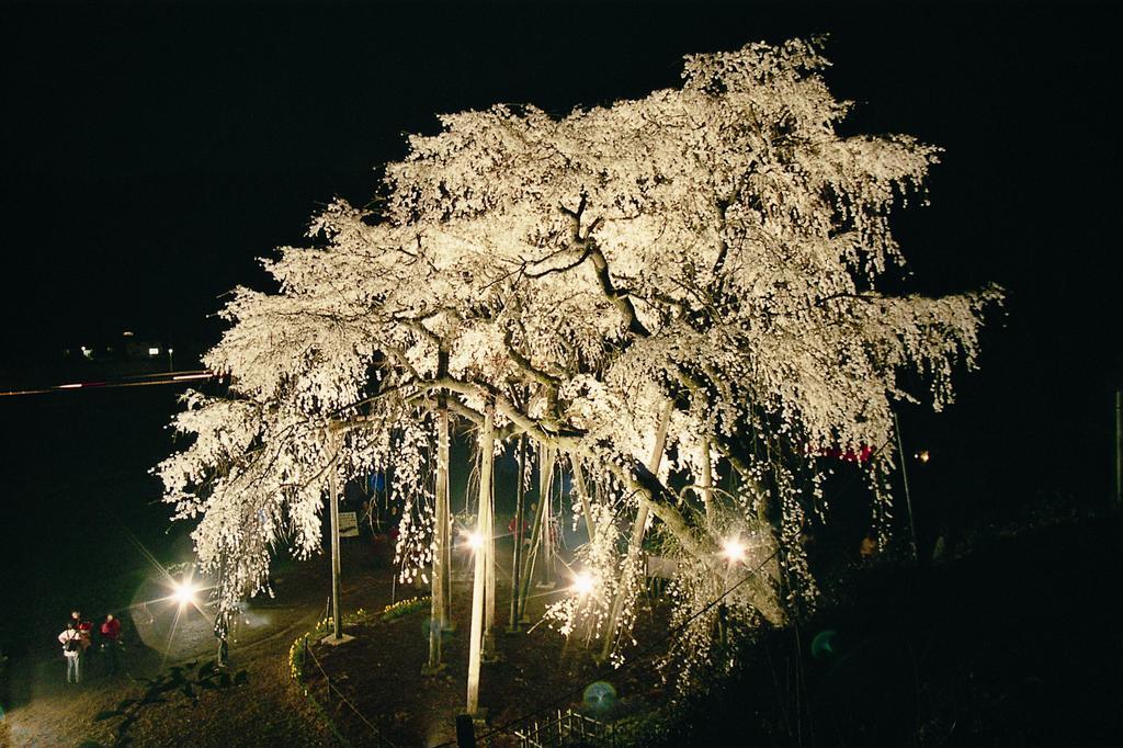 奥山田のしだれ桜 岡崎の観光スポット 岡崎おでかけナビ 岡崎市観光協会公式サイト