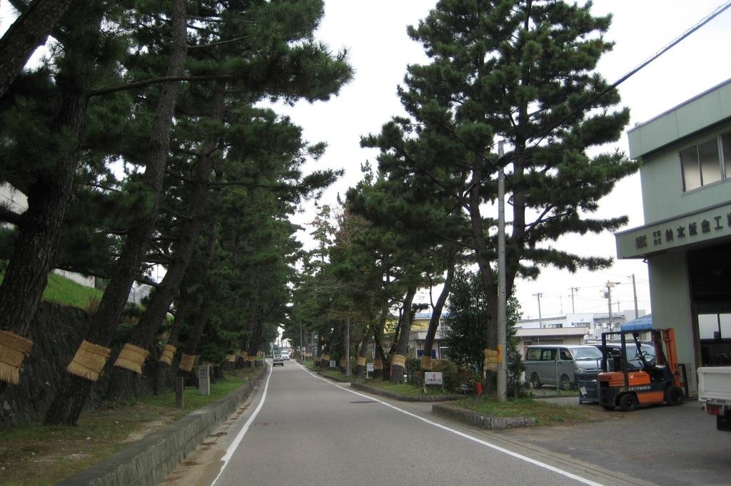 藤川の松並木｜岡崎の観光スポット｜岡崎おでかけナビ - 岡崎市観光