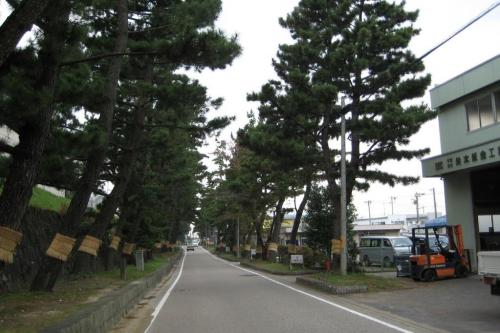 藤川の松並木