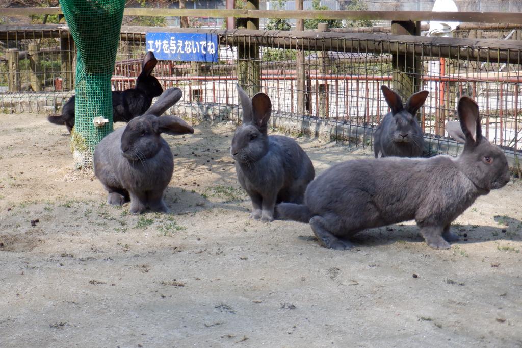 11月、12月限定「ウサギのふれあい」