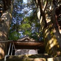 須佐之男神社・切越の夫婦ヒノキ