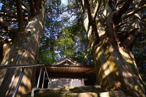 須佐之男神社・切越の夫婦ヒノキ