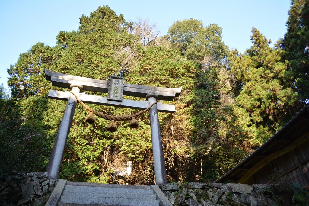 須佐之男神社・切越の夫婦ヒノキ