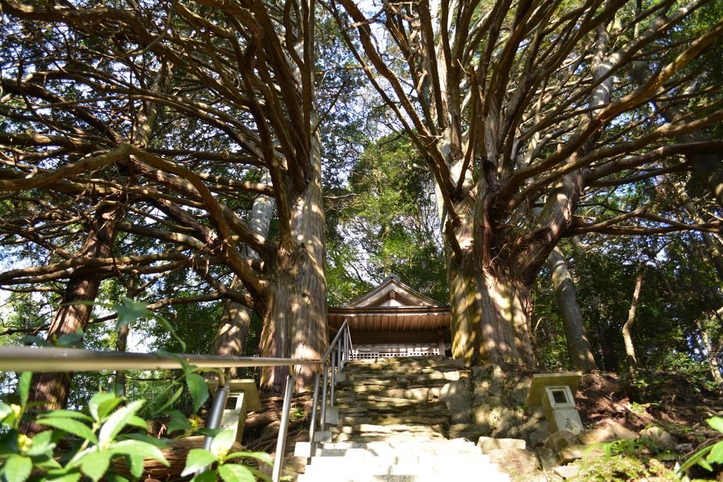 須佐之男神社・切越の夫婦ヒノキ