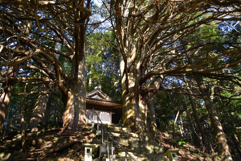 須佐之男神社・切越の夫婦ヒノキ