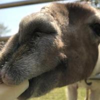 くらべてみよう！「いろんな動物の歯」編【東公園動物園】
