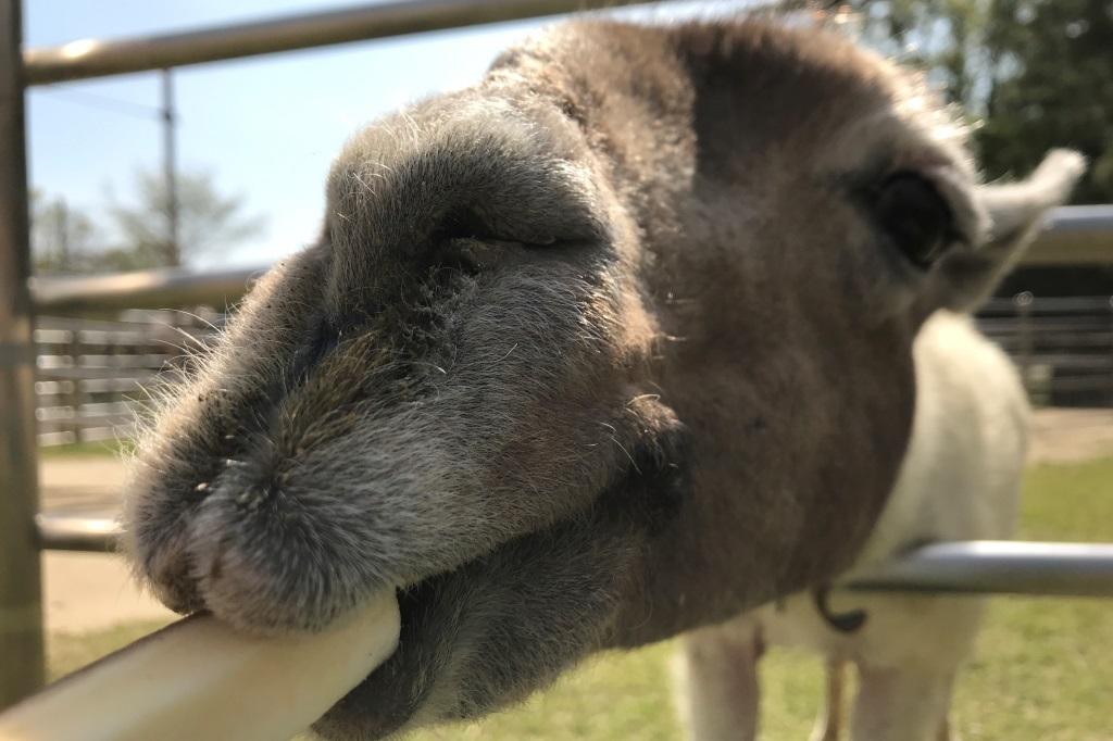 くらべてみよう！「いろんな動物の歯」編【東公園動物園】