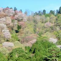 2023年　おおだの森で花見会