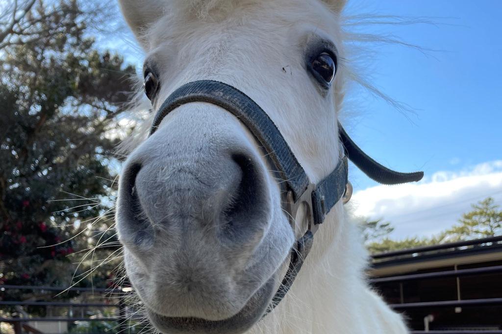 くらべてみよう！「いろんな動物の足（あし）」編【東公園動物園】