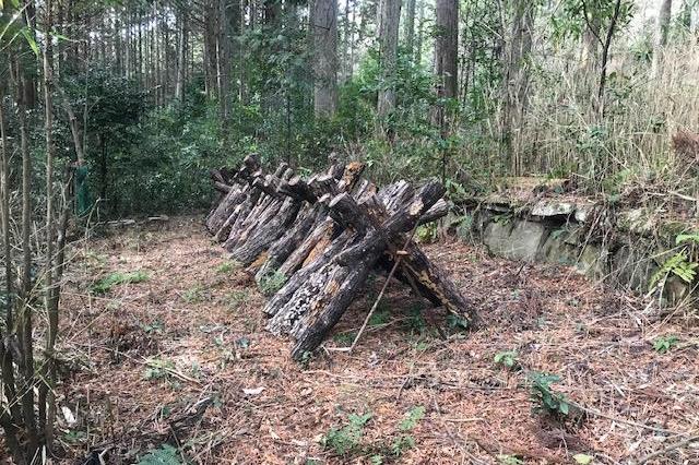 昔ながらの原木シイタケ栽培です