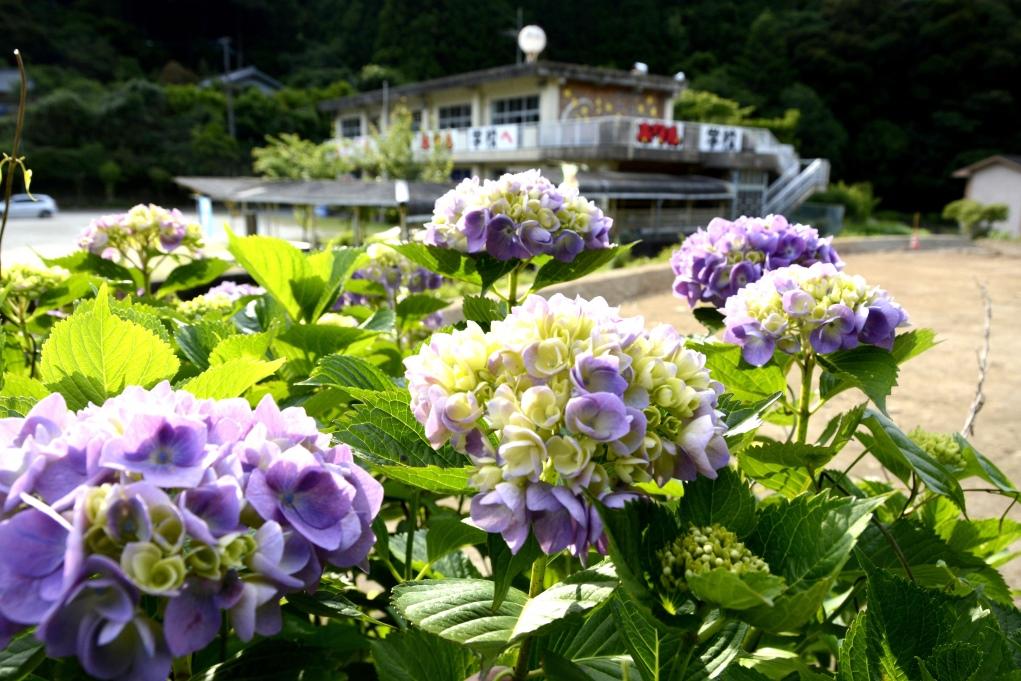 紫陽花もきれいなシーズンです②