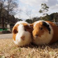 モルモットとなかよくなろう