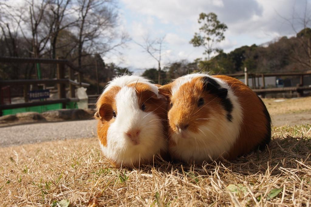 モルモットとなかよくなろう