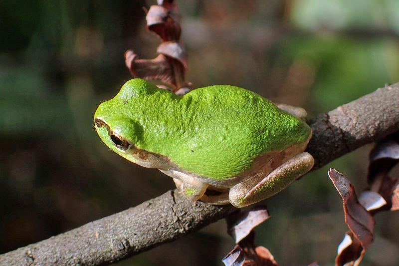 ニホンアマガエル