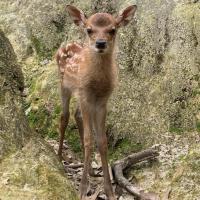 ニホンジカ、ミーアキャットの子どもの一般公開【東公園動物園】