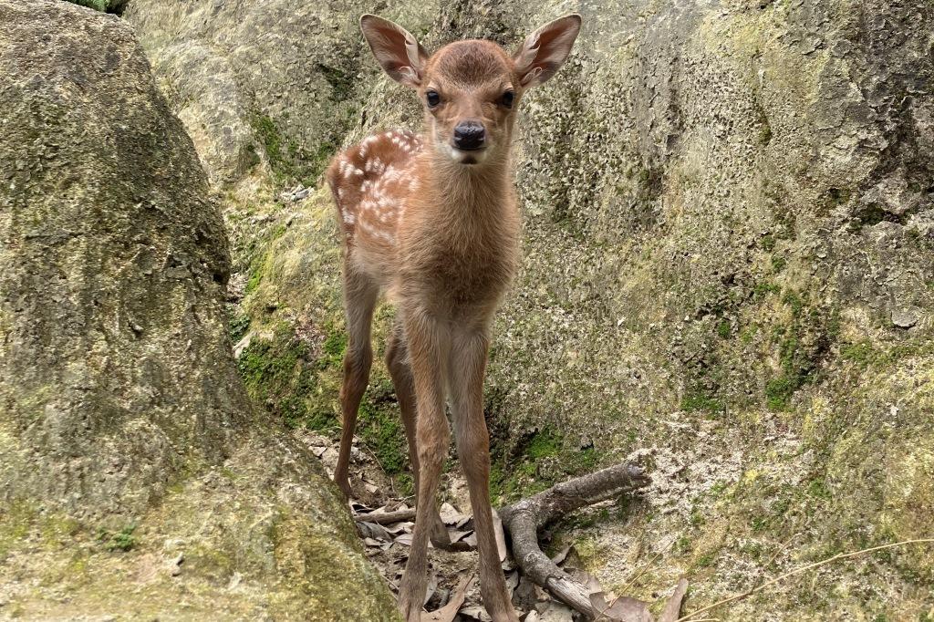 ニホンジカ、ミーアキャットの子どもの一般公開【東公園動物園】