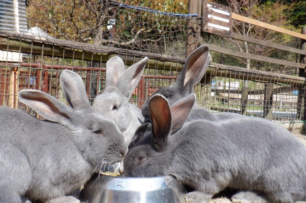 どうぶつとなかよくなろう！ウサギ編【東公園動物園】