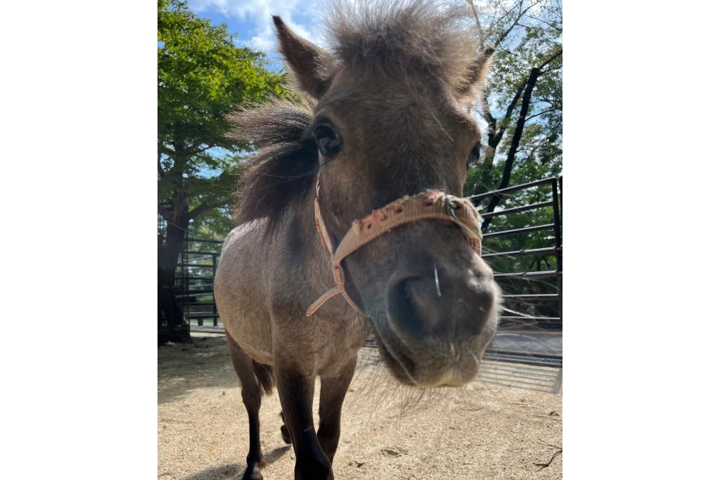 おうまさんとなかよくなろう｜イベント｜岡崎おでかけナビ - 岡崎市