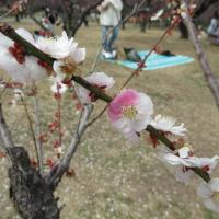 南公園梅まつり