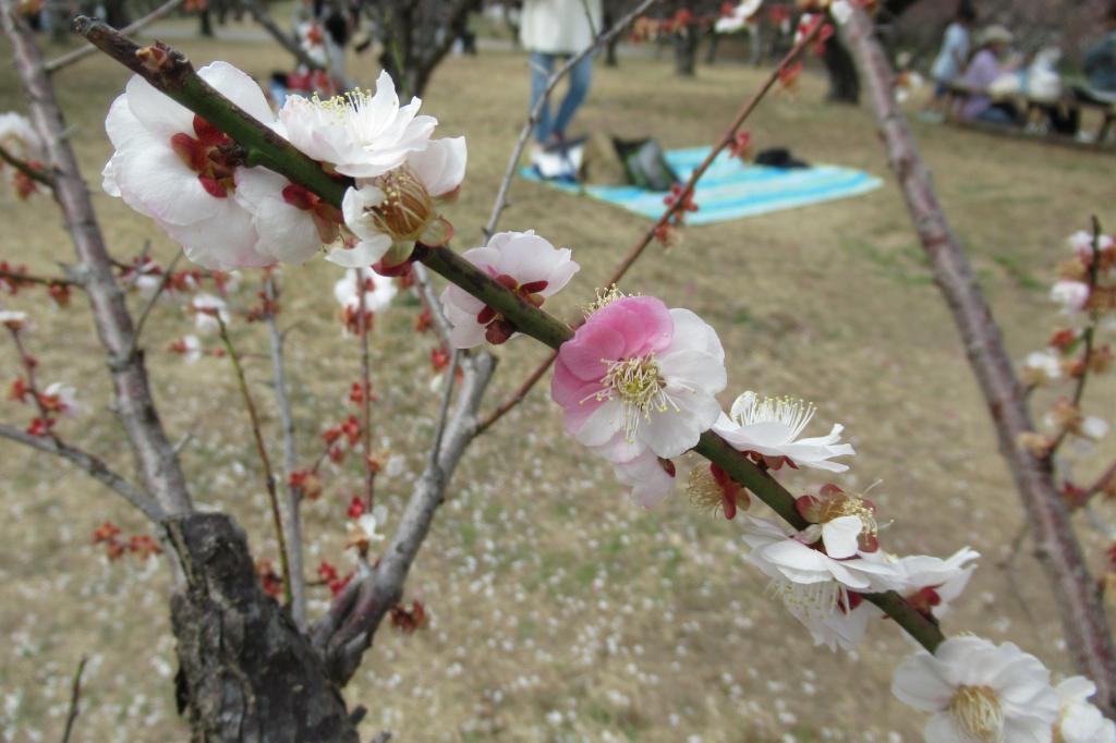 南公園梅まつり