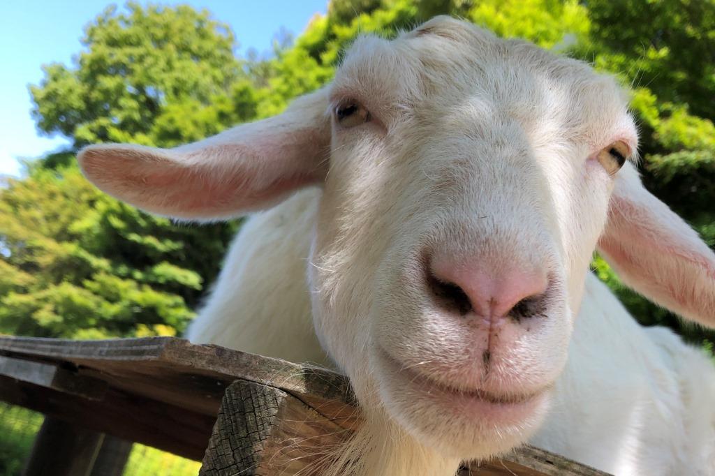 どうぶつとなかよくなろう！ヤギ編【東公園動物園】