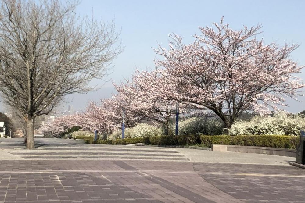 中央総合公園（桜）