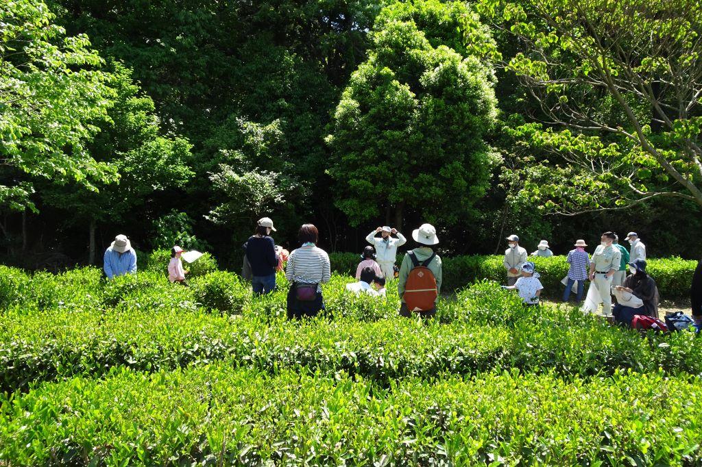 2025年「八十八夜のお茶摘み体験」